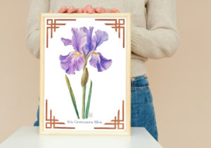 Iris bleu aquarelle -print encadré