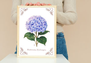 Tirage d'art hortensia